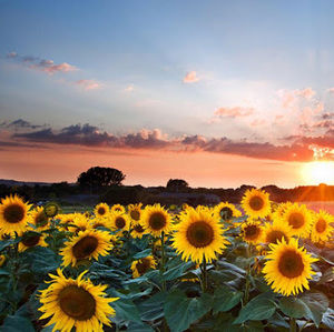 Meet your Posher, Yarely